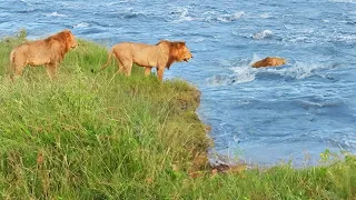 Male Lions Tackle Raging River