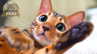 Cute Cats Best Moments CompilationㅣDino cat #Shorts