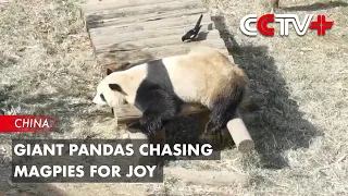 Giant Pandas Chasing Magpies for Joy