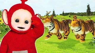 Teletubbies: Special Animals Compilation | Teletubbies | Live Action Videos for Kids | WildBrain