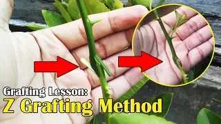 Grafting Lesson: Z Grafting Method