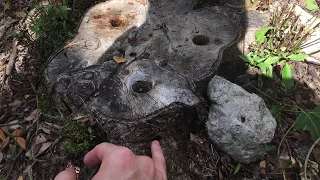 Applying Spectracide Stump Remover, Austin, TX