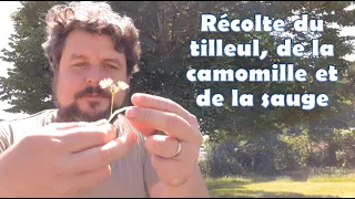 On récolte tilleul, camomille et sauge pour faire des infusions