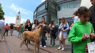 Cash 2.0 Great Dane at The Grove and Farmers Market in Los Angeles 31