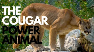 The Cougar Power Animal