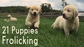 21 Adorable Golden Retrievers Puppies Play in a Field