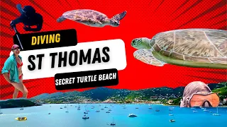 Diving St Thomas / We discovered secret Turtle Beach!