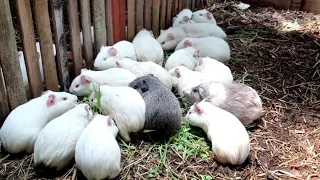 Hewan lucu,4Marmut lucu, Marmut Hias,Guinea pig ,Hewan Peliharan,