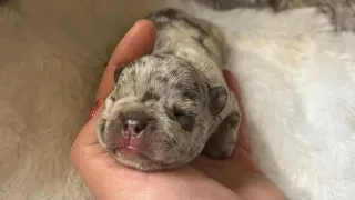 Tiny newborn puppy survived and grow up to happy boy!