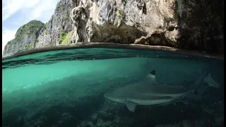 Thailand, Koh Phangan 2023 @ Koh Raham spot | White killer shark encounter