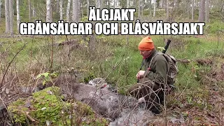 Gränsälgar och blåsvärsjakt