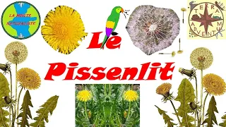 Les Pissenlits [Minute Naturaliste #23]