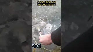 Слабонервным не смотреть!!!