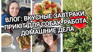 ВЛОГ/МОЮ ФАСАДЫ НА КУХНЕ/РАЗНООБРАЗНЫЕ ЗАВТРАКИ/ПОЕЗДКА В ПРИЮТ К СОБАКАМ/ ДОМАШНИЕ ДЕЛА