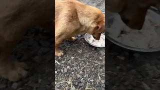 У нашей Люсеньки опустился живот и вытянулись соски