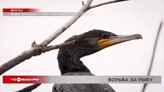 Бакланы съедают большую часть рыбы в Братском районе