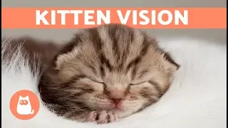 When do Kittens Open Their EYES After Birth? 🐱 Find Out Here!