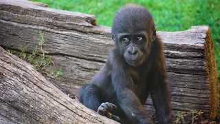 El bebé gorila Félix cumple 11 meses en el bosque ecuatorial de BIOPARC Valencia