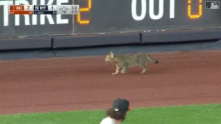 Cat runs loose at Yankee Stadium: 8/2/2021