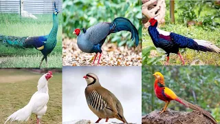 Aseel Chiles Available Peacock 🦚 Chikes and Pheasant Breeder pair available 🌹