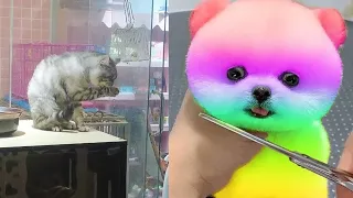 Tik Tok 2024 Chó Phốc Sóc Mini 😍 Funny and Cute Pomeranian 😺🐶 | cute animals 436