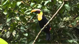 Yellow throated Toucan video  A close up of an adult