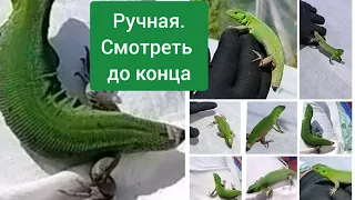 ручная зеленая ящерица.не ожидали))