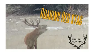 Roaring Red Stag 2024 | Watervalley Station | Red Deer Rut