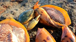 【English sub】Catch the sea at low tide and find a big loophole in the farm