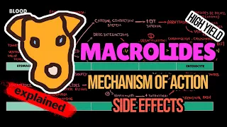 MACROLIDES Mechanism of action  Side effects Pharmacology
