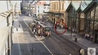 Boar runs wild in streets of Prague