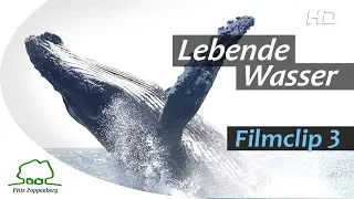 LEBENDE WASSER - Filmclip 3 - "Buckelwale" - deutsch