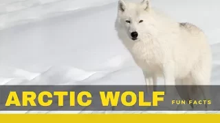 arctic wolf facts for kids – Interesting information you need to know