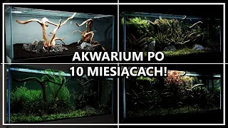 AKWARIUM PO 10 MIESIĄCACH!