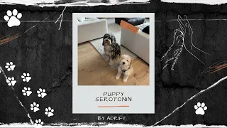 Adrift - Puppy Serotonin (Official Audio)