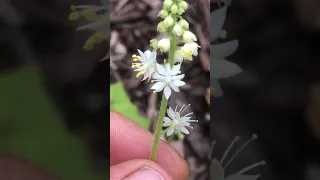 4 Great Native Plants for Shady Locations in your Garden!