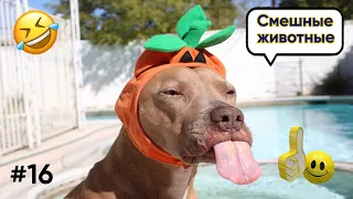 смешные животные/ смех до слез/ кошки и собаки #16