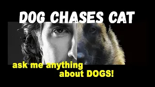 Rescue Dog Likes to Chase Cats -  Robert Cabral Dog Training Video