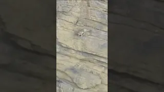 Snow leopard falls down cliff and walks away😎😎