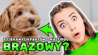 Maltipoo: TOP 5 Zaskakujących Faktów o Pluszowym Czworonogu! 4K