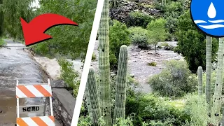 Three most RAGING flash floods in Sabino, Canada del Oro, Cienega Creeks, Arizona!