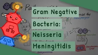 Gram Negative Bacteria: Neisseria meningitidis