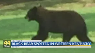 Webster County Bear Sighting Under Investigation by Wildlife Officials