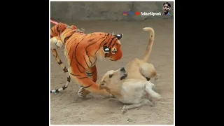 fake lion dog prank lion prank fake lion prank on dog dog tiger prank dog vs fake lion#short