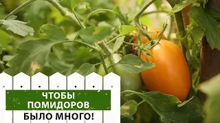 Советы эксперта. Как правильно выращивать помидоры?