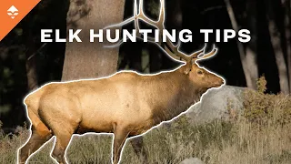 How To Find The BEST Elk Habitat