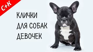 Клички, имена для собак девочек. Как назвать собаку.