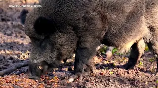 Invasive 'super pigs' encroaching on Alberta's mountain parks, experts warn