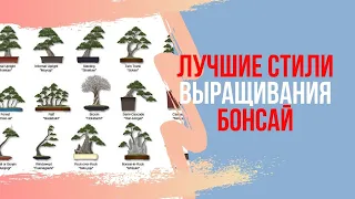 Основные стили Бонсай. Выращивание бонсай в домашних условиях. Какой стиль бонсай выбрать новичку?