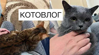 Бенгальский кот и Британская кошка:🐈 🐈‍⬛ Все сложно 😑